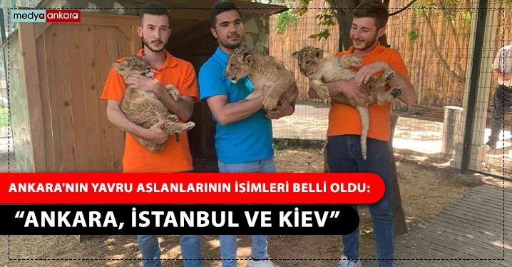 Ankara'nın yavru aslanlarının isimleri belli oldu: “Ankara, İstanbul ve Kiev”